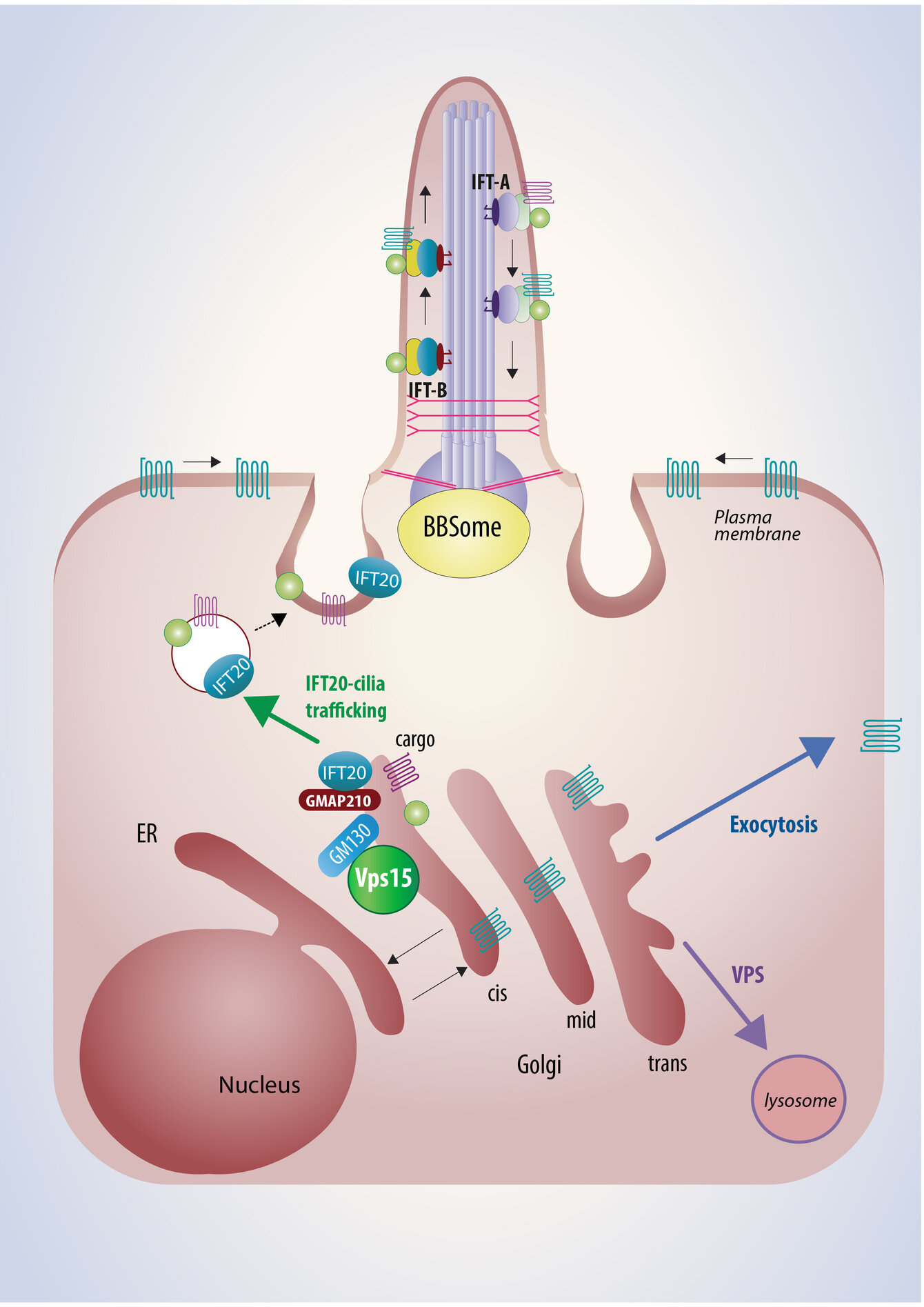 Une illustration du trafic intracellulaire vers le cil primaire.